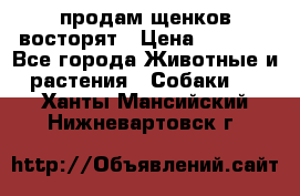 продам щенков восторят › Цена ­ 7 000 - Все города Животные и растения » Собаки   . Ханты-Мансийский,Нижневартовск г.